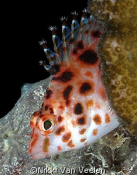Blotched hawkfish taken on the Thistlegorm with Olympus S... by Nikki Van Veelen 